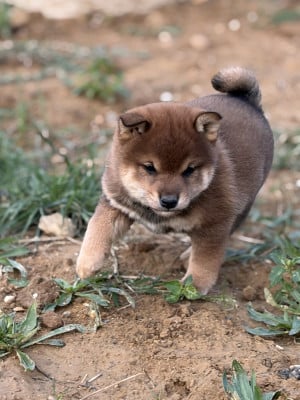 Les chiots de Shiba