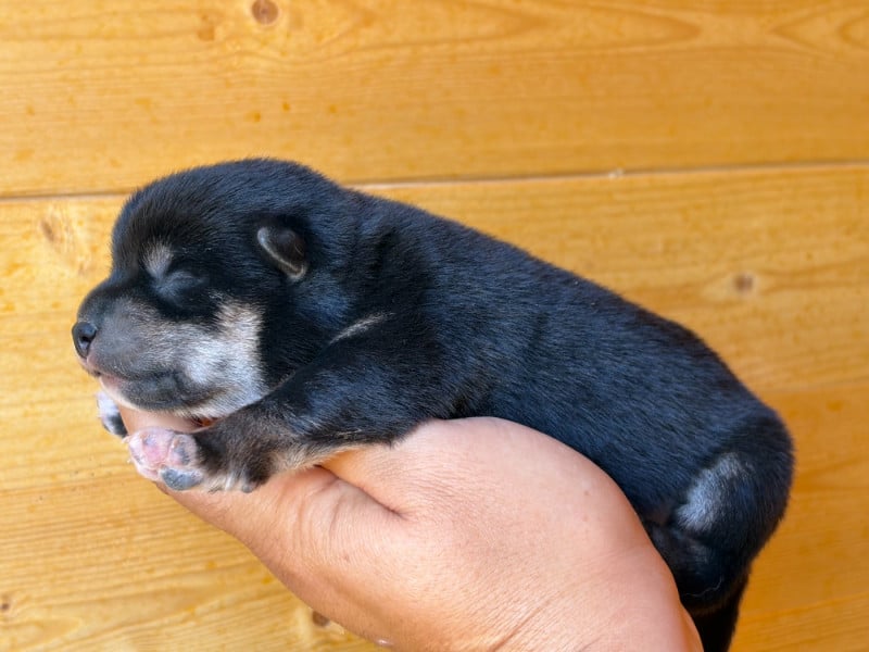 Shiba - Du Charme D?Argent