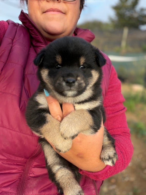 Shiba - Du Charme D?Argent