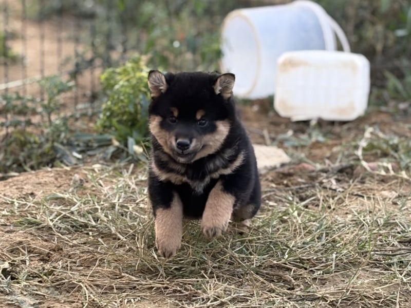 Shiba - Du Charme D?Argent