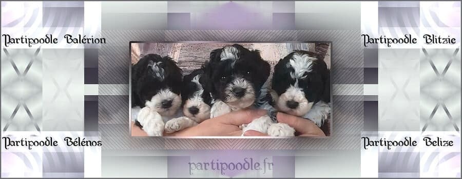 Caniche - partipoodle