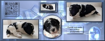 Les chiots de Caniche