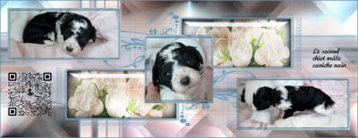Les chiots de Caniche