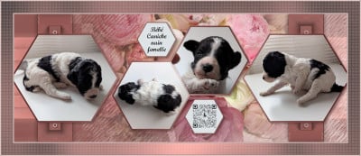 Les chiots de Caniche