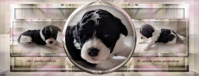 Les chiots de Caniche