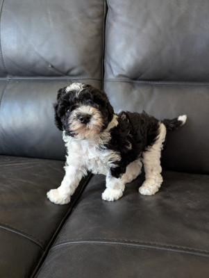 Les chiots de Caniche
