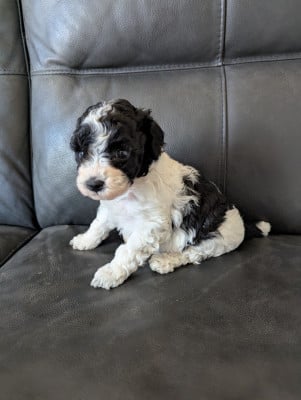 Les chiots de Caniche