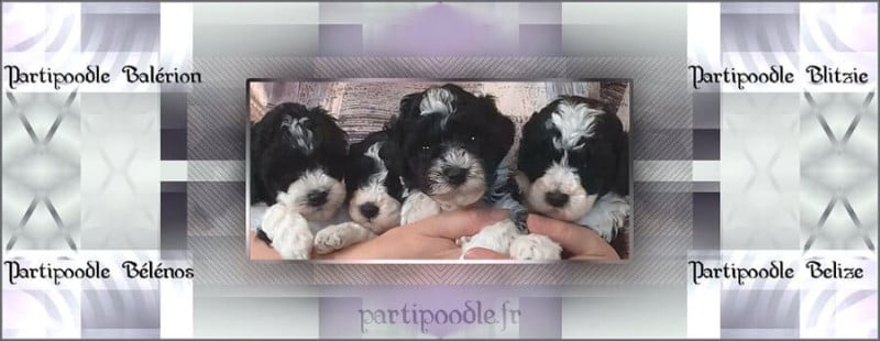 Caniche - partipoodle