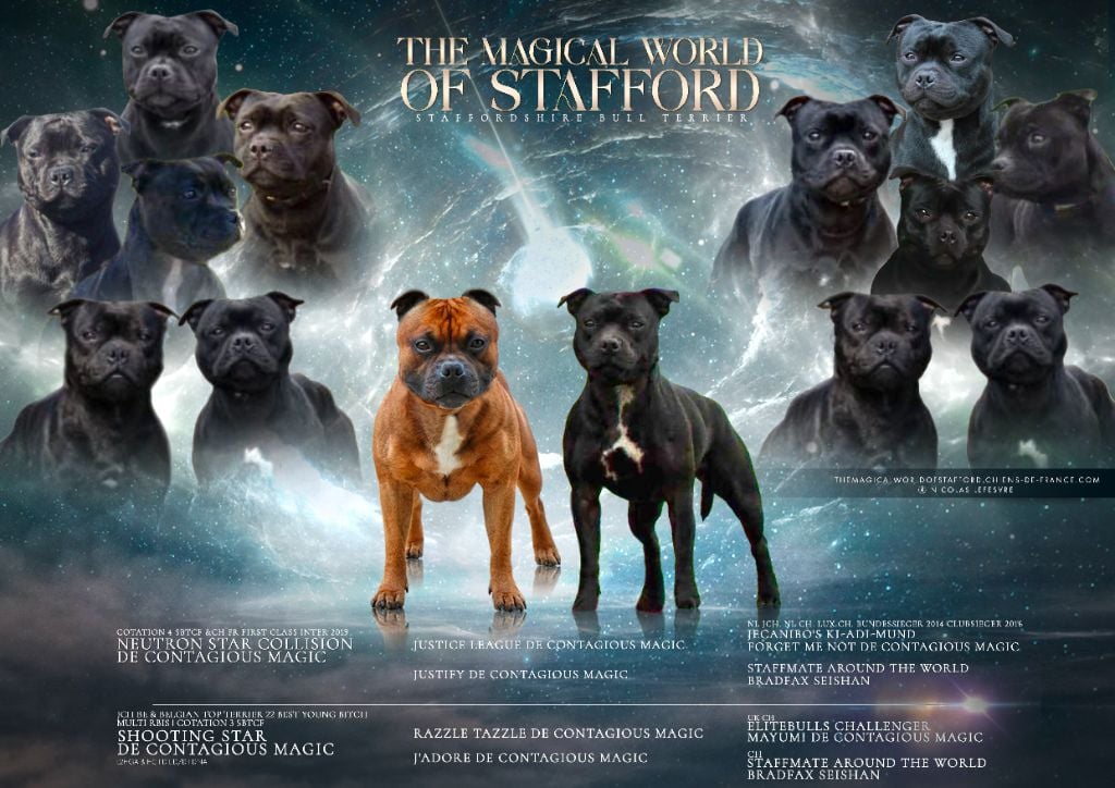 Staffordshire Bull Terrier - The Magical World Of Stafford
