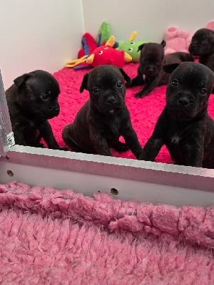 Les chiots de Staffordshire Bull Terrier