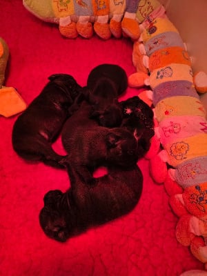 Les chiots de Staffordshire Bull Terrier