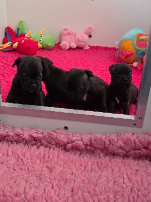 Les chiots de Staffordshire Bull Terrier