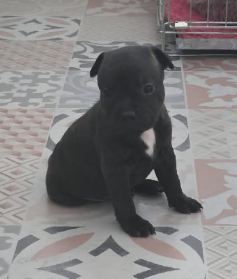 Les chiots de Staffordshire Bull Terrier