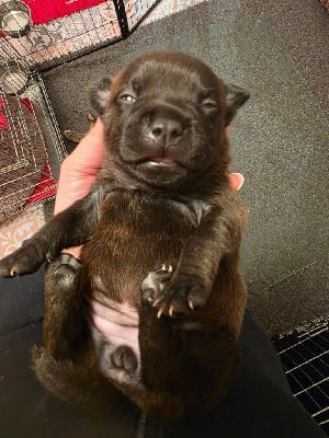 Les chiots de Staffordshire Bull Terrier