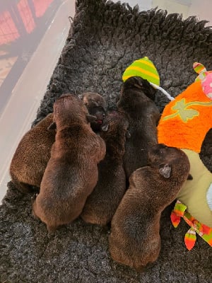 Les chiots de Staffordshire Bull Terrier