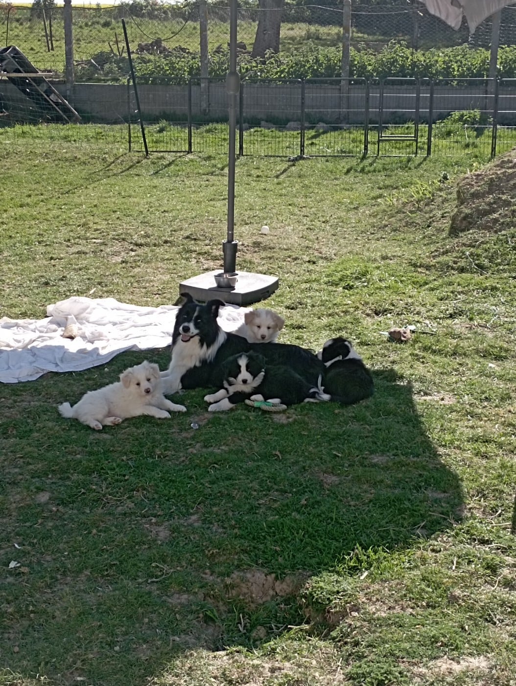Border Collie - De L'Eden Du Chêne Vert