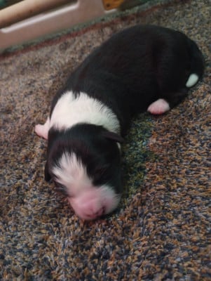 Les chiots de Border Collie