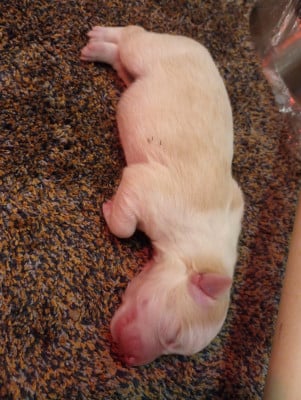 Les chiots de Border Collie