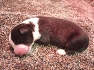 Les chiots de Border Collie