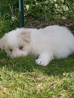 Les chiots de Border Collie