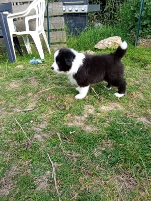 Les chiots de Border Collie