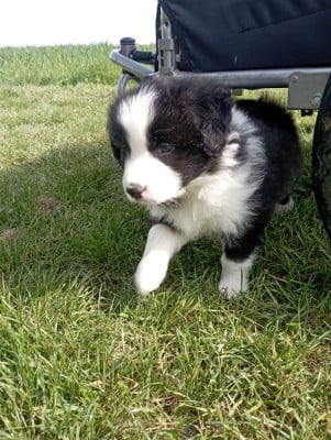 Les chiots de Border Collie