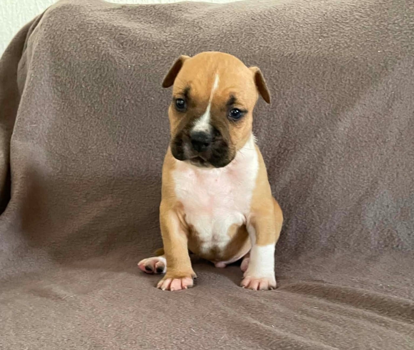 Bronx - American Staffordshire Terrier