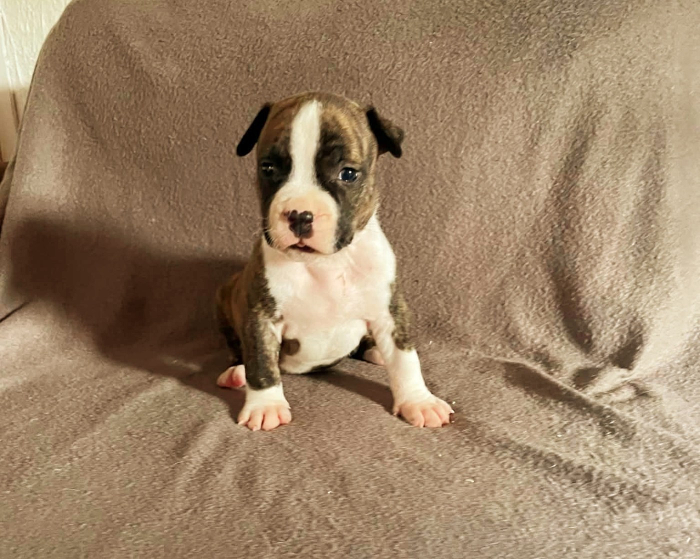 Boss - American Staffordshire Terrier