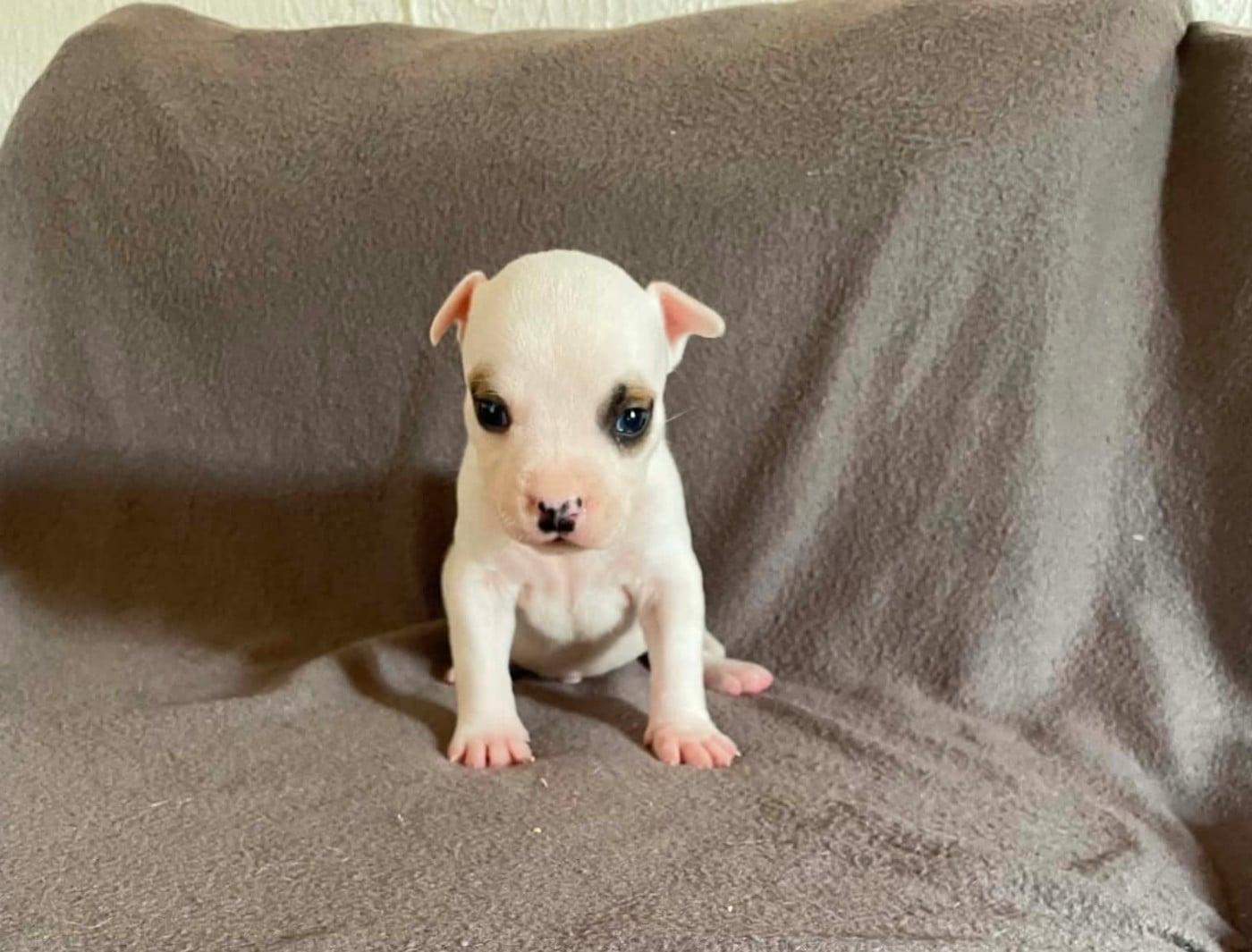 Batman - American Staffordshire Terrier