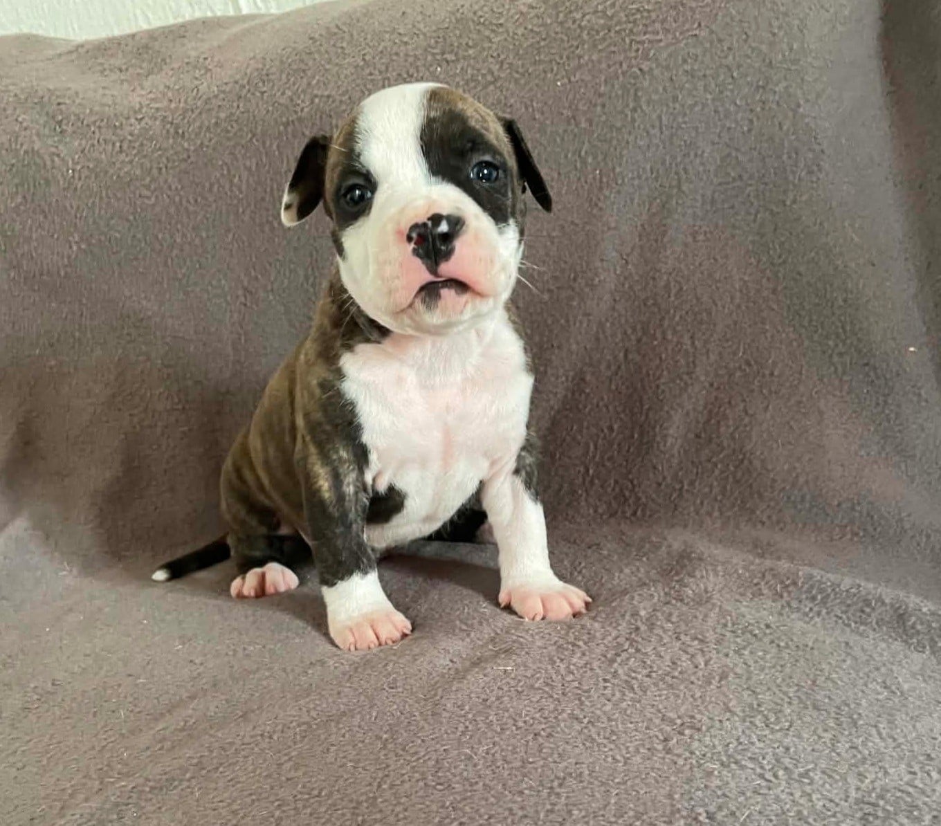 Brooklyn - American Staffordshire Terrier