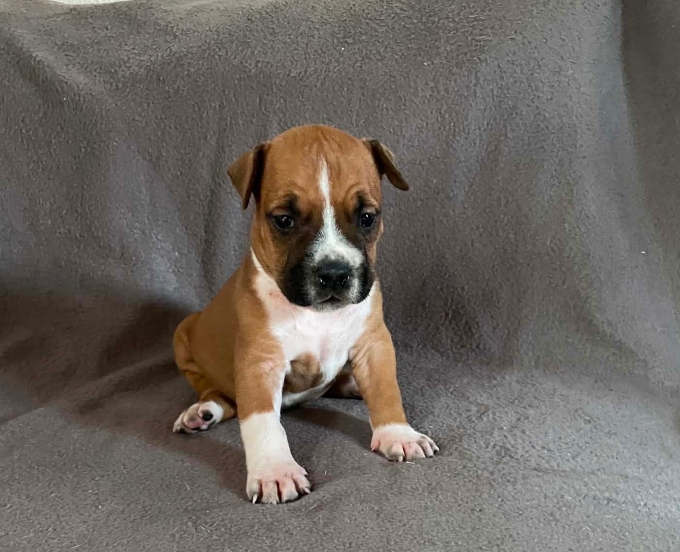 Bluey - American Staffordshire Terrier