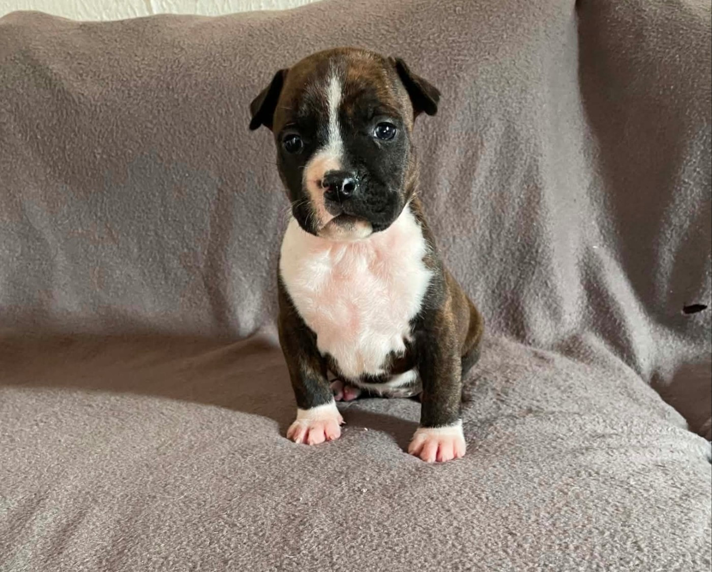 Bianca - American Staffordshire Terrier