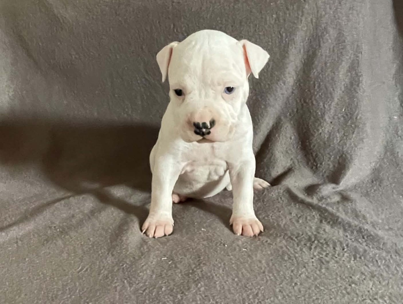 Blanche-Neige - American Staffordshire Terrier