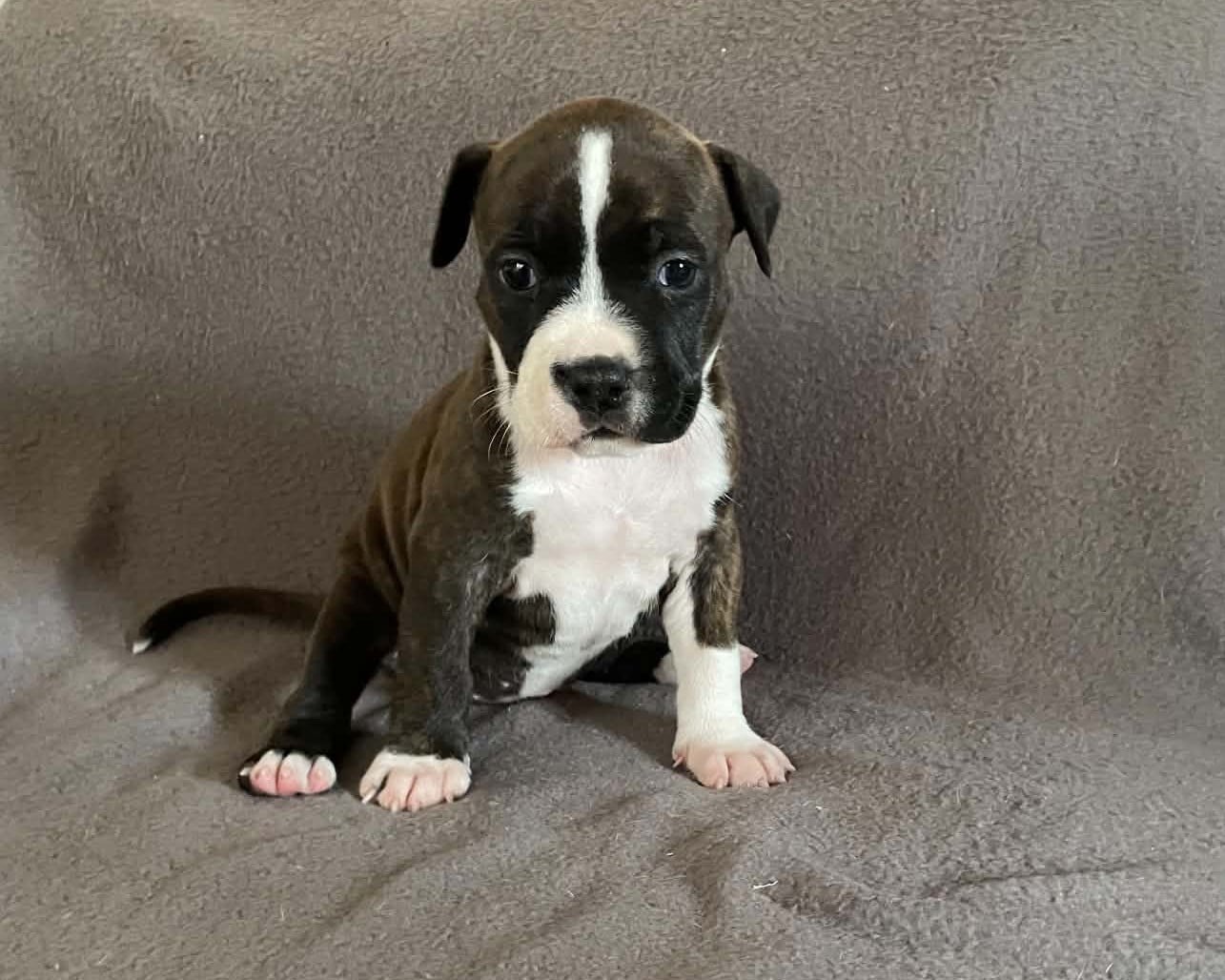 Bonnie - American Staffordshire Terrier