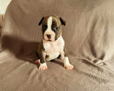 Les chiots de American Staffordshire Terrier