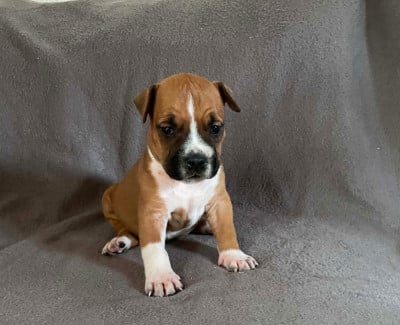 Les chiots de American Staffordshire Terrier