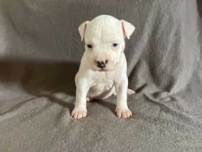 Les chiots de American Staffordshire Terrier