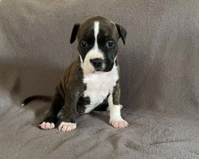 Les chiots de American Staffordshire Terrier