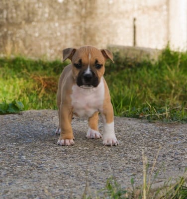 Les chiots de American Staffordshire Terrier