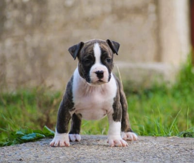 Les chiots de American Staffordshire Terrier