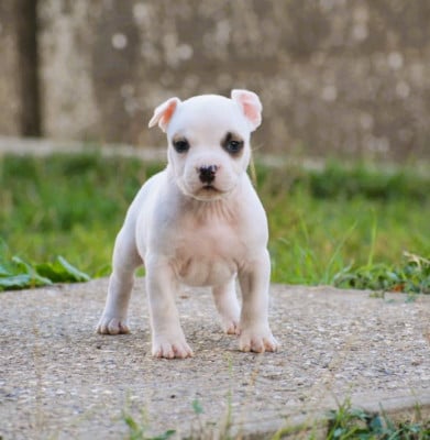 Les chiots de American Staffordshire Terrier