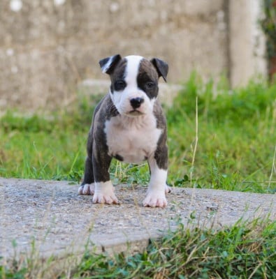 Les chiots de American Staffordshire Terrier