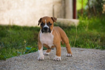 Les chiots de American Staffordshire Terrier