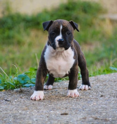 Les chiots de American Staffordshire Terrier