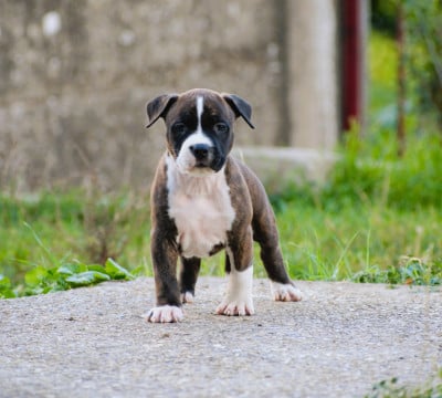 Les chiots de American Staffordshire Terrier
