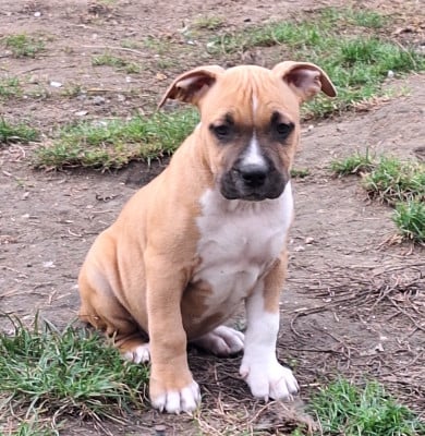 Les chiots de American Staffordshire Terrier