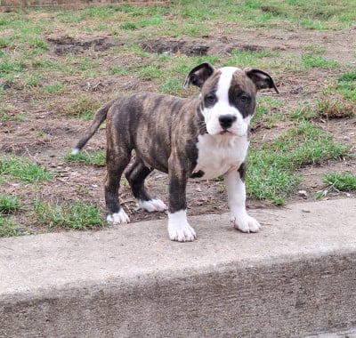 Les chiots de American Staffordshire Terrier