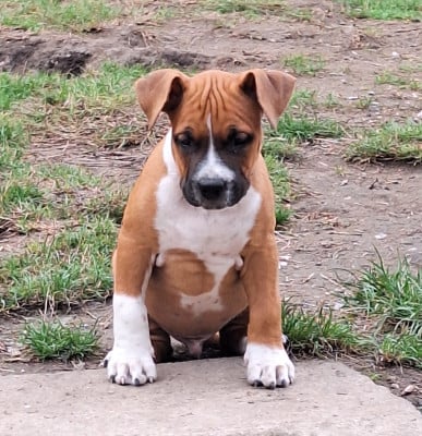 Les chiots de American Staffordshire Terrier