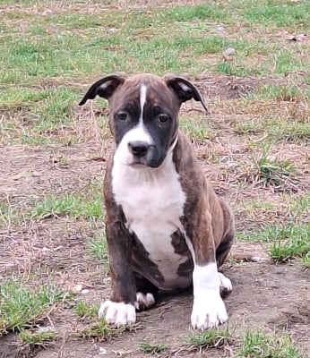 Les chiots de American Staffordshire Terrier