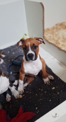 Les chiots de American Staffordshire Terrier